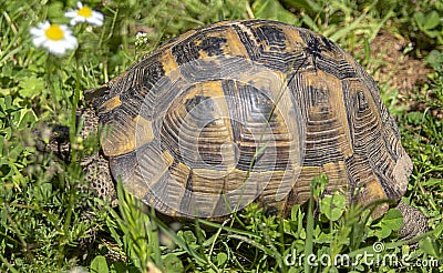 Portrait of a turtle between green grass. Stock Photo