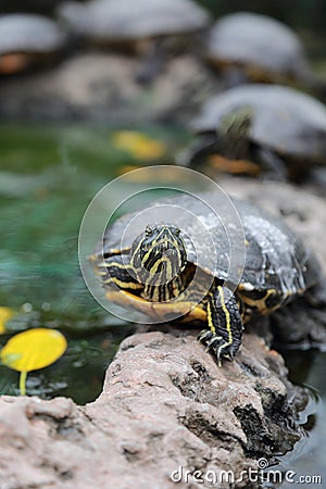 Portrait of turtle Stock Photo