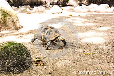 Portrait turtle walk on ground Stock Photo