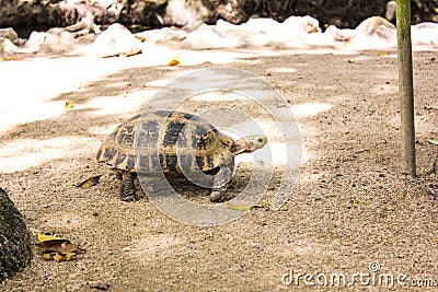 Portrait turtle walk on ground Stock Photo