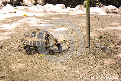 Portrait turtle walk on ground Stock Photo