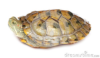 Portrait of a turtle on a white background. Stock Photo