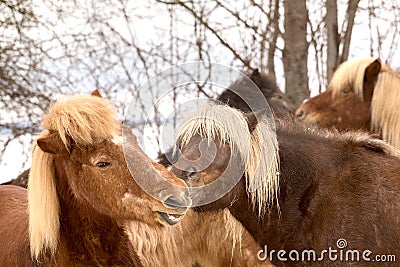portrait of two beautiful icelandic horses grooming together Stock Photo