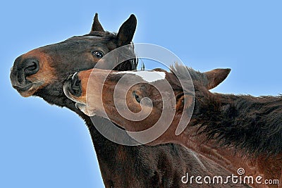 Portrait of two brown horses nuzzling Stock Photo