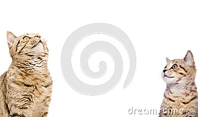 Portrait of two cats Scottish Straight closeup Stock Photo