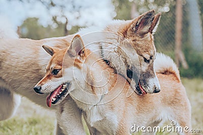 Portrait of two charming dogs.Shiba inu and laika Stock Photo