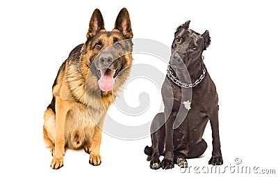 Portrait of two curious dogs Stock Photo