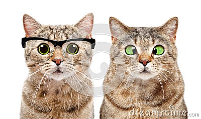 Portrait of two cute cats with eye diseases Stock Photo