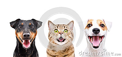 Portrait of two cute dogs and funny cat Stock Photo