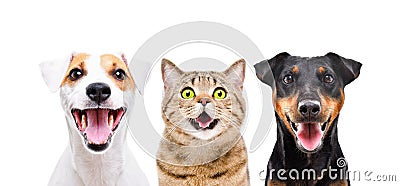 Portrait of two funny cute dogs and cat Stock Photo