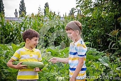 Portrait of two happy young boy holding marrows in community garden. Happy kids sibling brothers smiling and grimacing surprised Stock Photo