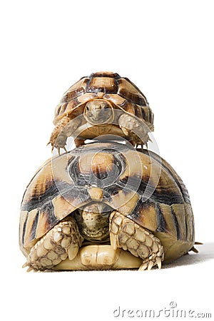 KleinmannÂ´s tortoises on a white background Stock Photo