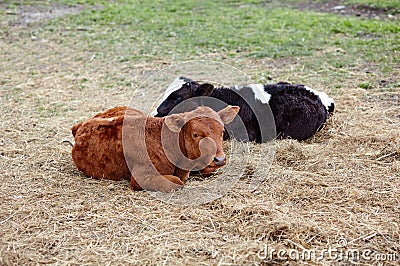 Portrait of two lying cows. Grass paddock on farmland Stock Photo