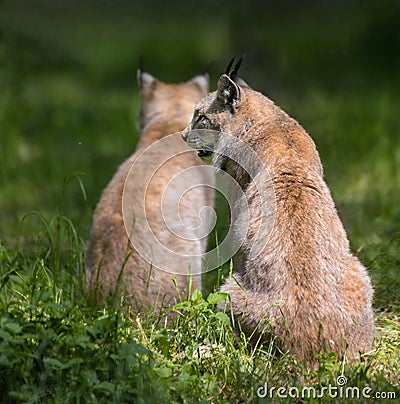 Portrait of two lynx in a game park Stock Photo