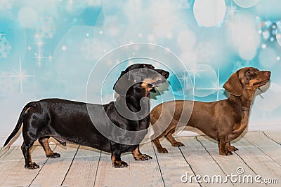 Portrait of two miniature dachshunds Stock Photo