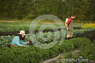 Young People Working in Vegetable Plantation Stock Photo