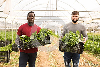 Portrait of two positive farmers with boxes of ripe mangold in their hands Stock Photo