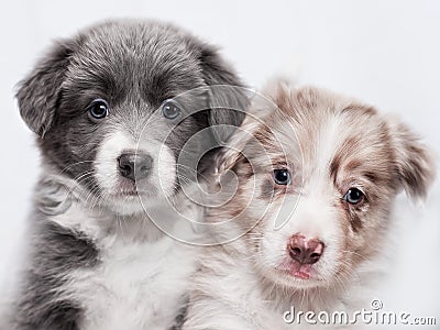 Portrait two puppies of breed border collie Stock Photo