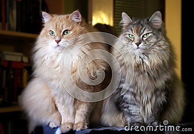 Portrait of two Siberian adult cats. Stock Photo