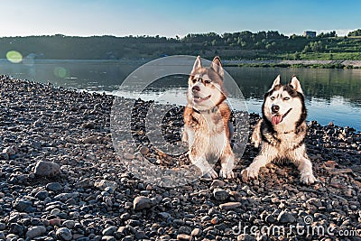 Portrait two Siberian Husky loves life. Happy smiling husky dogs on the shore beautiful summer river. Soft warm evening light. Stock Photo