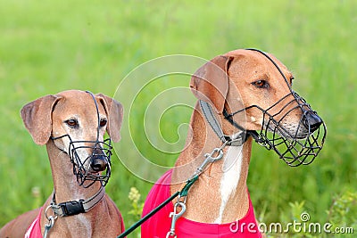 Portrait of two Sighthound Azawakh Stock Photo