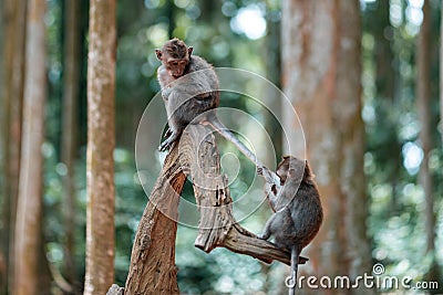 Portrait of two small macaque monkeys are playing on a tree trunk. One macaque pulls the other`s tail. Monkey forest, Bali, Stock Photo