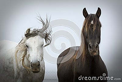 Portrait of two very different horses posing Stock Photo