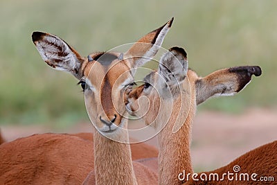 Portrait of two young impala in Kruger National Park Stock Photo