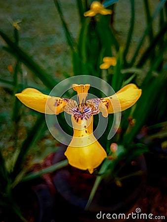 a portrait of a unique and beautiful flower blooming fragrantly in the garden Stock Photo