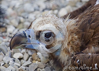 The portrait of the unique Cinereous vulture Stock Photo