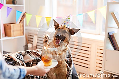 Birthday Cake for Dog Stock Photo