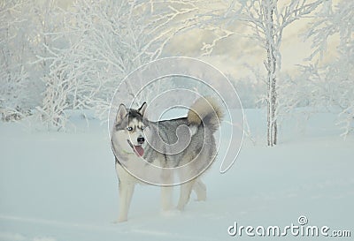 Portrait of a husky dog on white snow Stock Photo