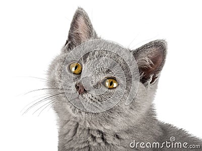 Portrait of very cute blue british shorthair kitten Stock Photo