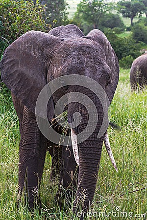 Portrait of very huge elephant. Tarangire, Tanzania Stock Photo