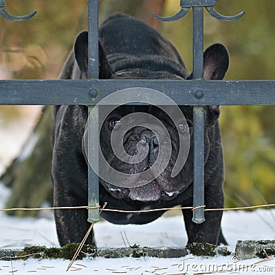 Portrait of very sad dog behind the fence. Sadness animal expression, sad eyes. Stock Photo