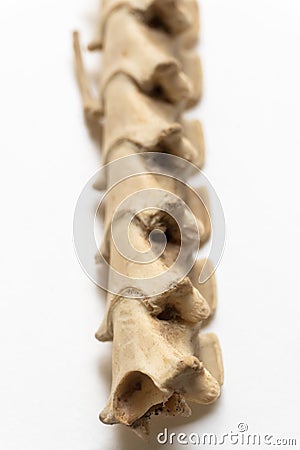 Portrait view of Cervical vertebra.This is part of bird skeletal system. Bird anatomy. Bird skeletal system Stock Photo