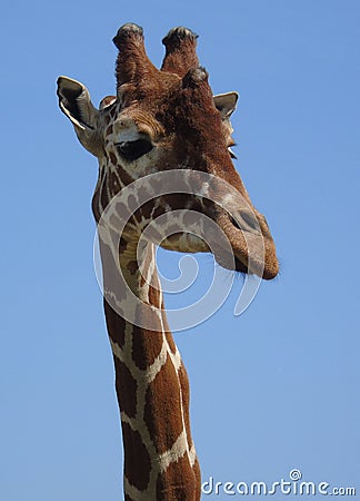 Portrait view of a giraffes head Stock Photo