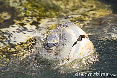 Portrait view p Green Sea turtle from Grand Cayman Island Stock Photo