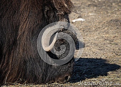Portrait view of a musk ox grazing. Stock Photo