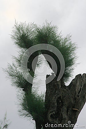 Portrait view of a pine tree severed by a typhoon Stock Photo