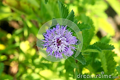 Portrait view of small pupal flower in garden Stock Photo
