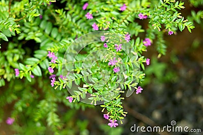 Portrait view of small pupal flower in garden Stock Photo