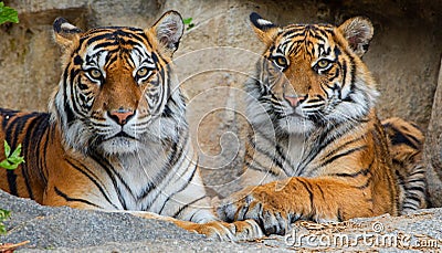 Portrait view of Sumatran tiger Panthera tigris sumatrae Stock Photo