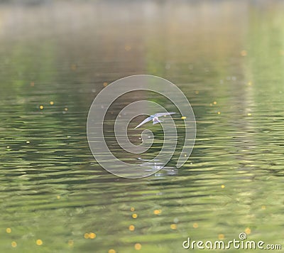 Portrait of violet green swallow in fly Stock Photo