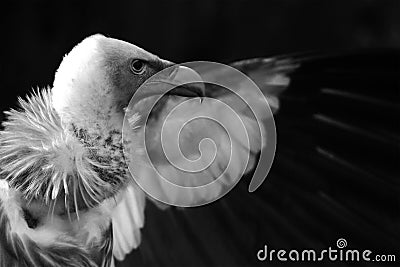 Portrait of vulture Stock Photo