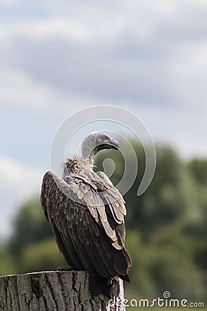 Portrait of a vulture. Endangered African animal standing alone. Stock Photo