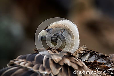 Portrait of vulture. Griffon Vulture, Gyps fulvus, big birds of prey sitting on the rocky mountain, nature habitat, Madzarovo, Stock Photo