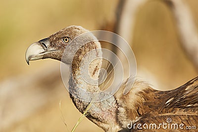 Portrait vulture in nature from spain Stock Photo