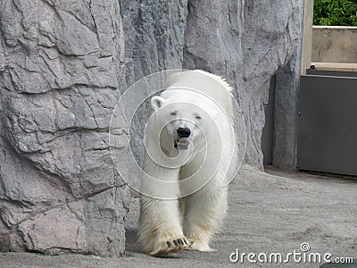 Portrait of walking Polar Bear Stock Photo