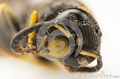 Portrait of a wasp head Stock Photo